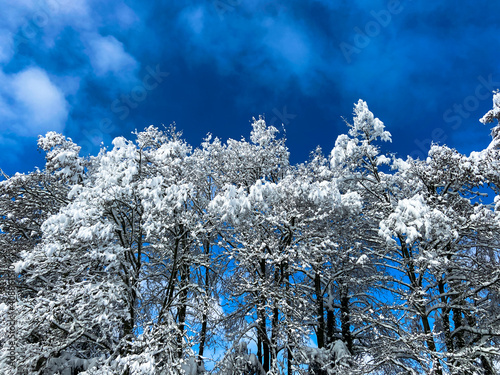 winter forest against a blue sky