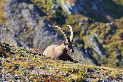 Photos Alpine ibex (capra ibex) in Vanoise national park, french alps