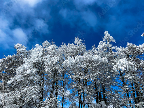 winter forest against a blue sky