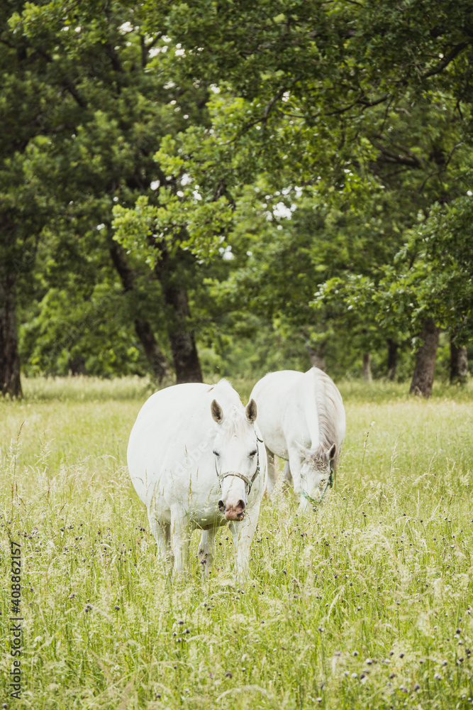 Two white beautiful horses together in the summer field. Forest in the background Two white beautiful horses together in the summer field. Forest in the background