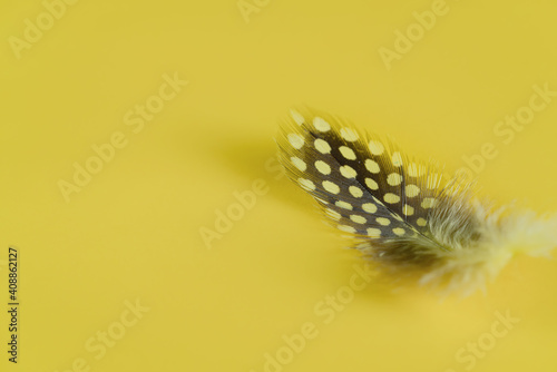 close up of colorful feather with yellow background