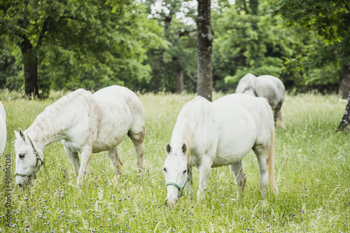 Two white beautiful horses eating grass together in the summer field. Family concept.