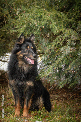 Bohemian Shepherd Dog is standing in snow. Winter photo from czech castle Konopiste. I love dogs on snow.