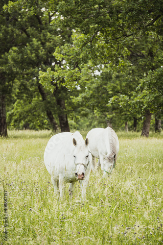 Two white beautiful horses together in the summer field. Forest in the background