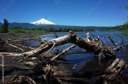 Trunks of fallen dead trees in water of lake Villarrica and black volcanic sand with view of Snow capped Villarrica volcano. Nature of Chile. Pucon