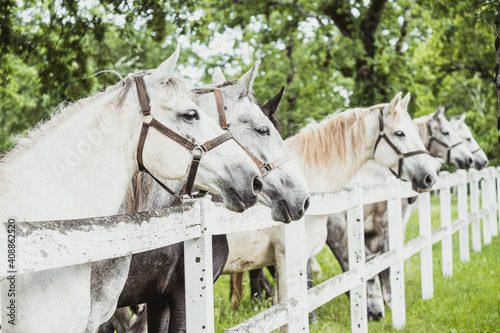 Group of beautiful white Lipizzan horses with bridle behind a white fence in original stud farm Lipica.