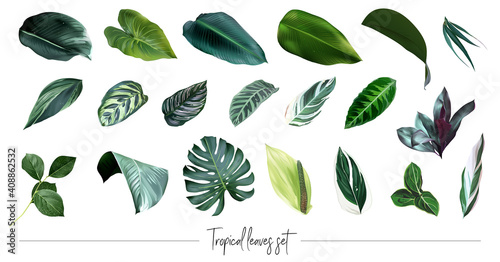 Tropical leaves vector big collection