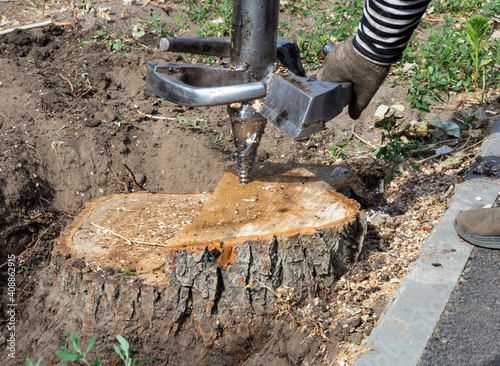 A worker sets up a cutter to drill out an old tree stump