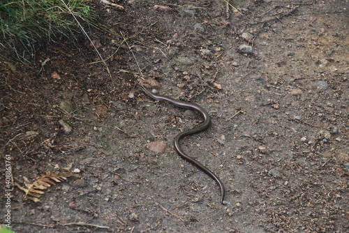 snake in the ground