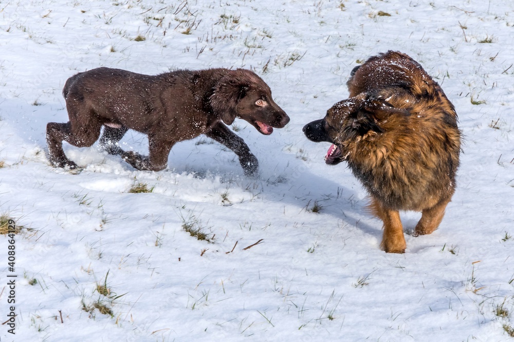 Naklejka premium Dogs playing in the snow. The puppy is playing in the snow. Brown flat coated retriever puppy outdoor on the snow in winter.