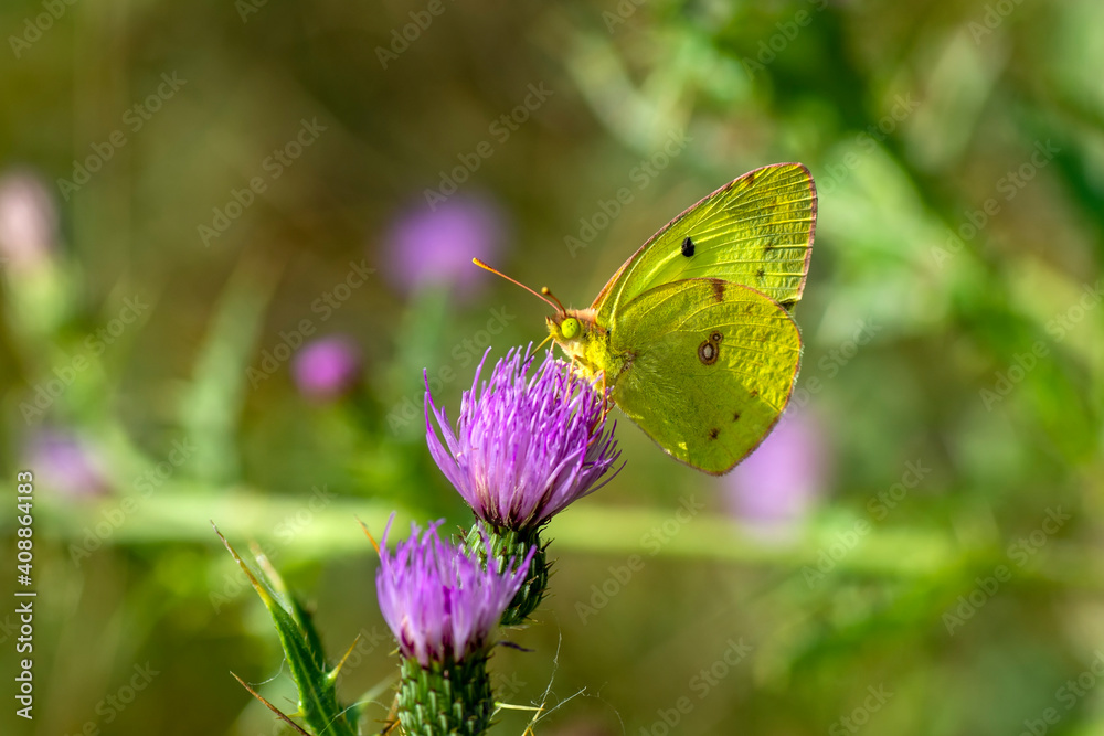 Macro shots, Beautiful nature scene. Closeup beautiful butterfly sitting on the flower in a summer garden. Macro shots, Beautiful nature scene. Closeup beautiful butterfly sitting on the flower in a summer garden.