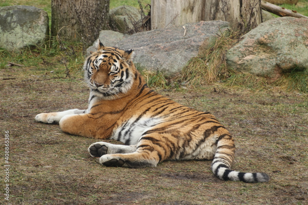 Obraz premium tiger in the zoo