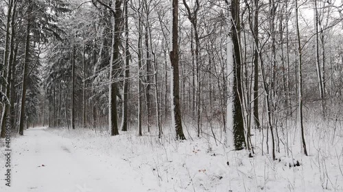 A beautiful chilling view of pathway surrounded by snow-covered trees in 4K photo