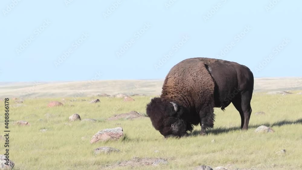 Bison in the Canadian wilderness Bison in the Canadian wilderness