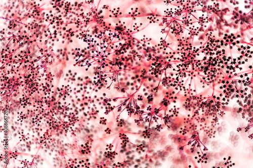 Abstract image of Anthriscus sylvestris blooming in the meadow. Abstract image in the meadow.