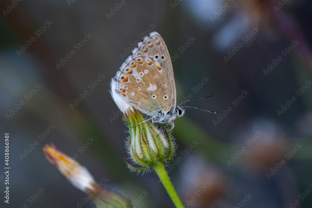 Obraz premium Macro shots, Beautiful nature scene. Closeup beautiful butterfly sitting on the flower in a summer garden.