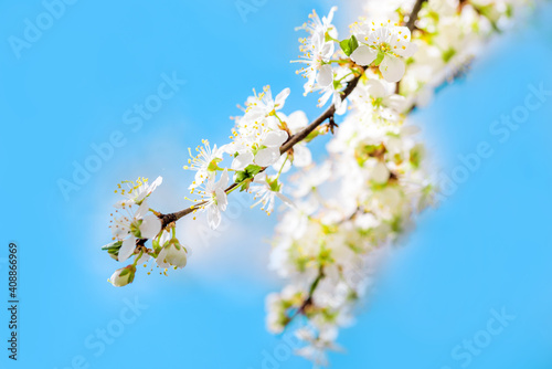 Blooming apple tree. White flowers of apple tree against blue sky