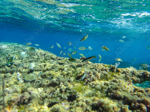 A fish school swimming in the Mediterranean
