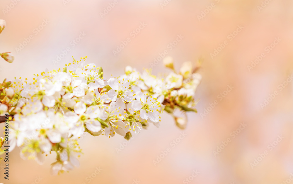 Obraz premium Flowers of cherry blossoms on a spring day