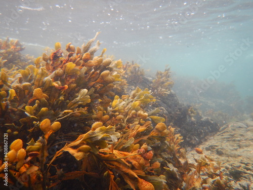 Seaweed underwater (Fucus serratus)