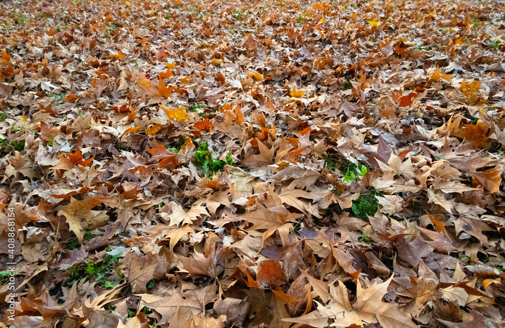 Large carpet of leaves on the ground in autumn
