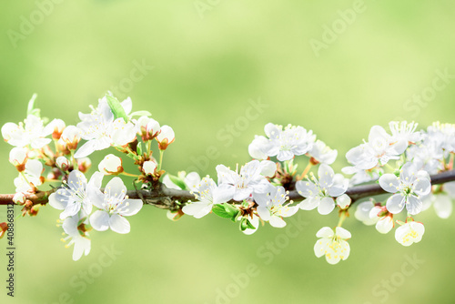Flowers of cherry blossoms on a spring day