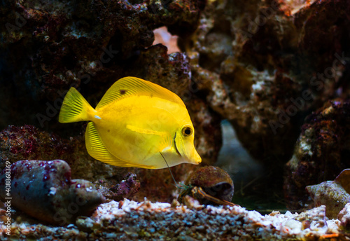yellow fish at the coral reef