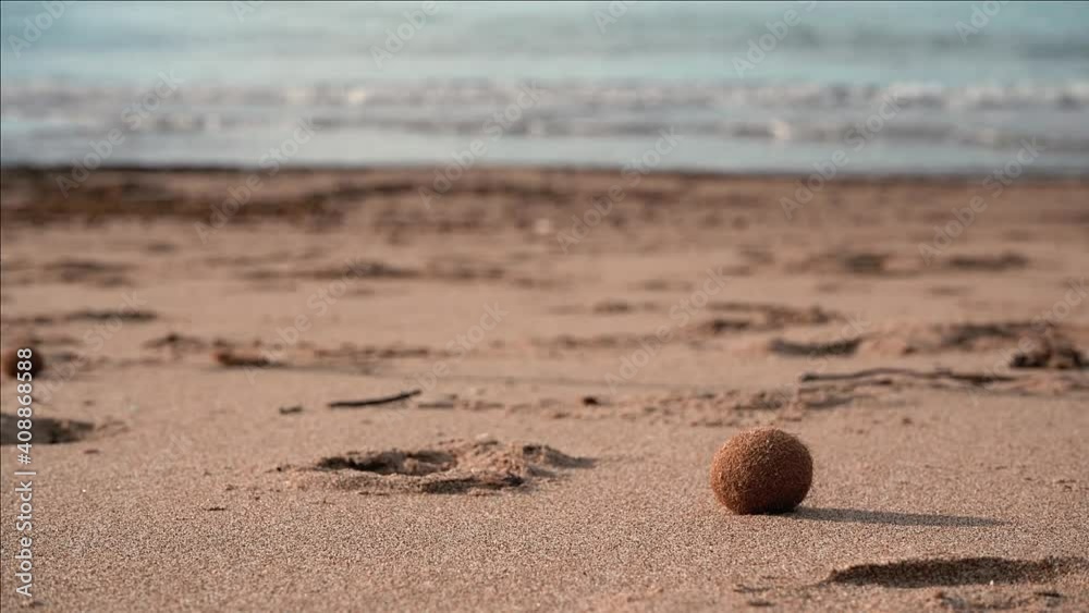 Sea balls (Aegagropila or Pillae marinae) on the sandy beach of Rimigliano Natural Park, in the municipality of San Vincenzo, province of Livorno, Tuscany, Italy Sea balls (Aegagropila or Pillae marinae) on the sandy beach of Rimigliano Natural Park, in the municipality of San Vincenzo, province of Livorno, Tuscany, Italy