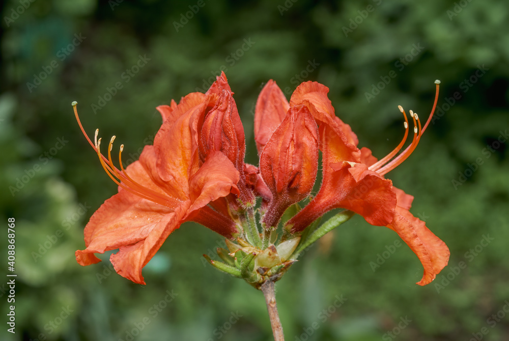 feuerwerk rhododendron