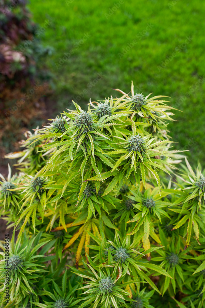 hemp bushes medical marijuana in the backyard
