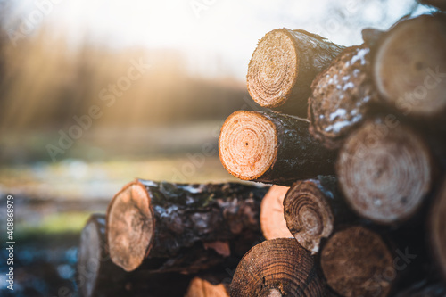 Log trunks pine pile  the logging timber forest wood industry. Banner of wood trunks timber harvesting in forest. Pine log closeup by sunset.