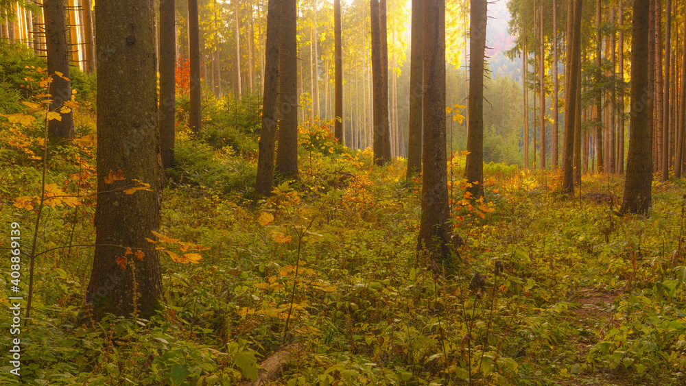 Fototapeta premium Autumn scene in a wild forest from Carpathian Mountains.