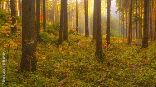 Autumn scene in a wild forest from Carpathian Mountains.