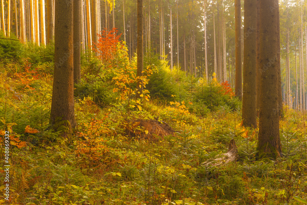 Obraz premium Autumn scene in a wild forest from Carpathian Mountains.