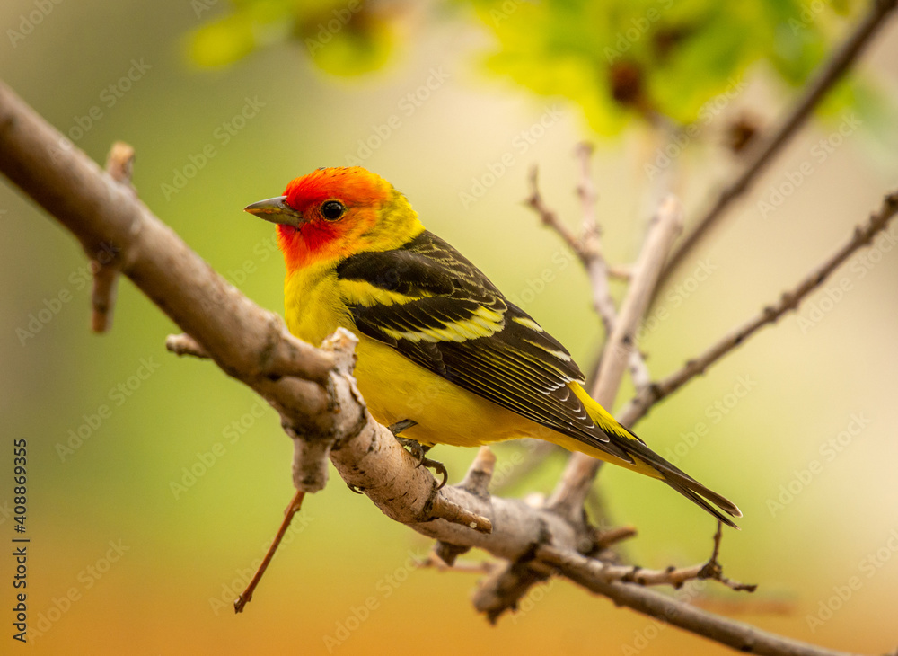 Western Tanager Western Tanager