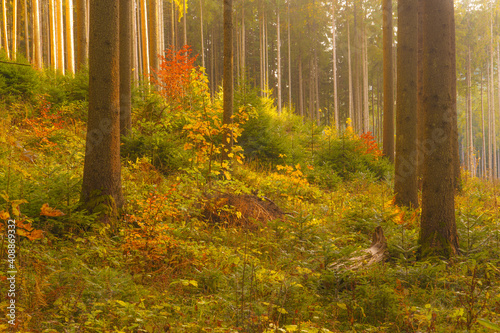 Fototapeta Naklejka Na Ścianę i Meble -  Autumn scene in a wild forest from Carpathian Mountains.