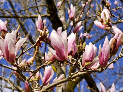 magnolia tree blossom in the Public Garden (Jardin public) in Bordeaux, France