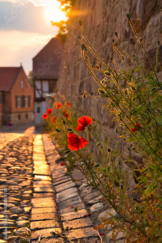 Mohn an der Stadtmauer  photo