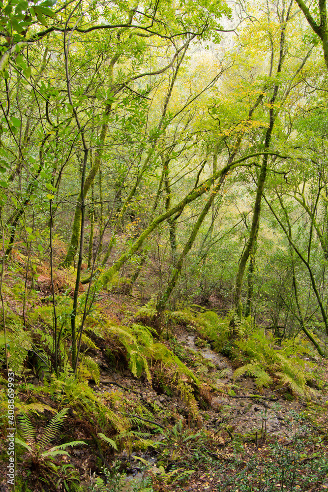 Autumn forest of Galicia on a cloudy day