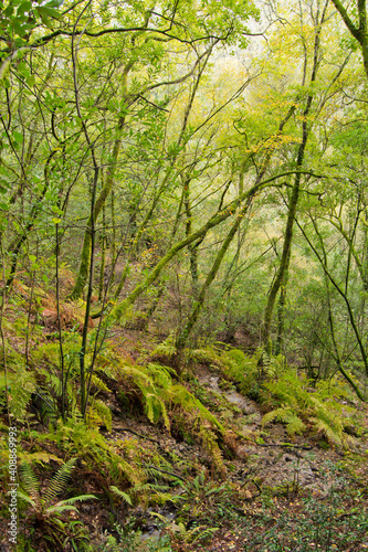 Autumn forest of Galicia on a cloudy day © Óscar MT