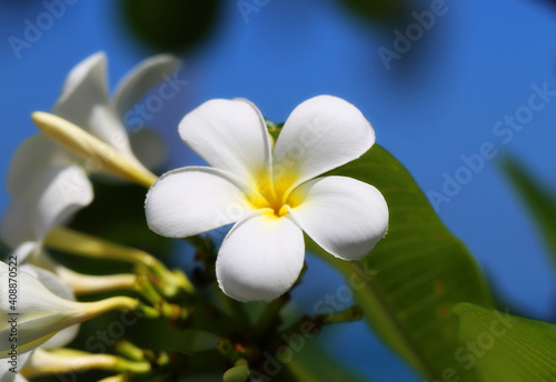 Beautiful photo of an exotic flower in the tropics