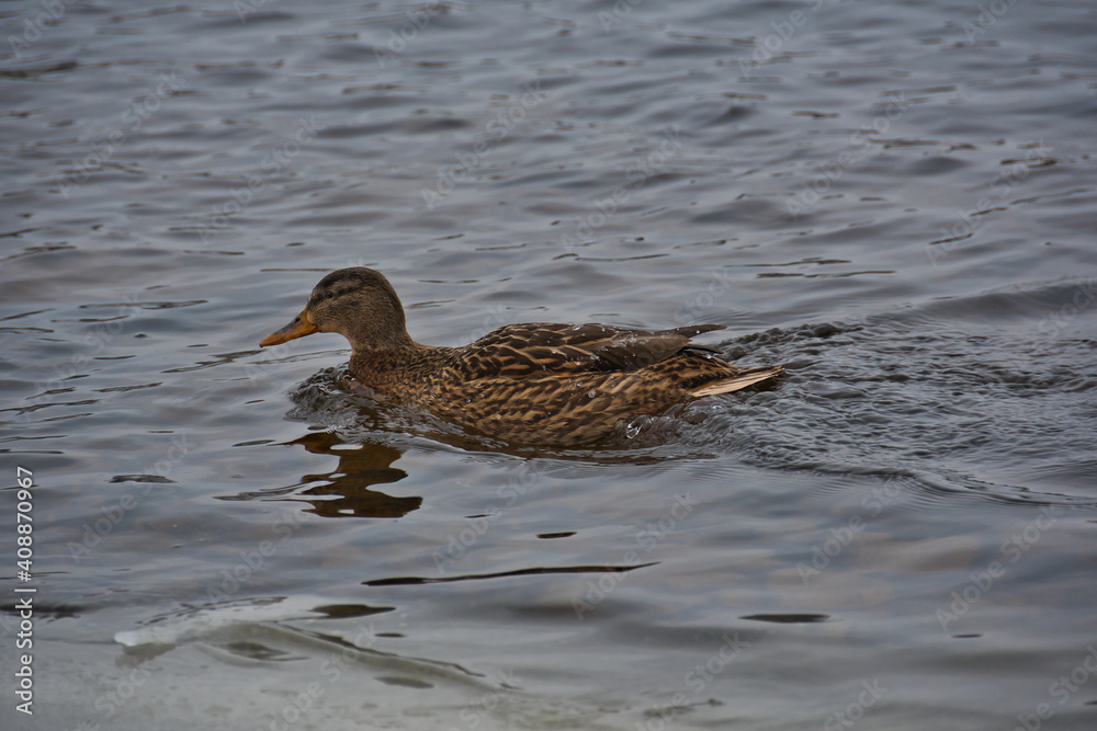 Close-up of a mallard, which quickly, but gracefully, swims along the unfrozen winter river on a frosty and cloudy day. Close-up of a mallard, which quickly, but gracefully, swims along the unfrozen winter river on a frosty and cloudy day.