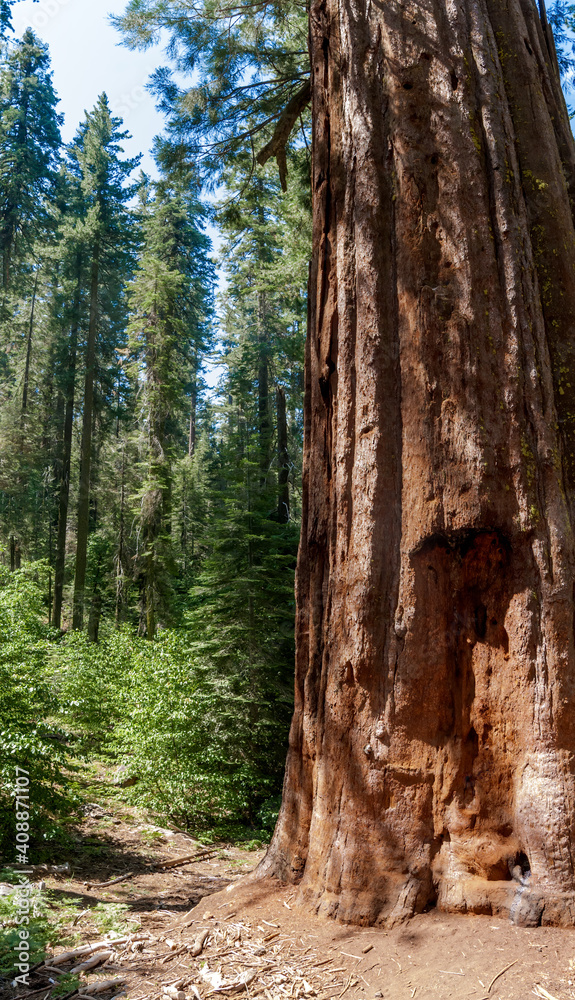 Fototapeta premium Giant Sequoia (Sequoiadendron giganteum) in Tuolumne Grove of Giant Sequoias, Yosemite National Park, California, USA
