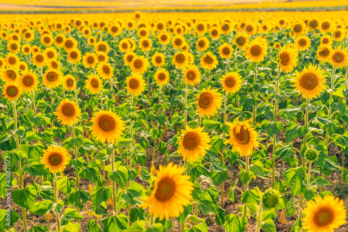 Fototapeta Naklejka Na Ścianę i Meble -  field of yellow flowers. landscape with sunflowers background