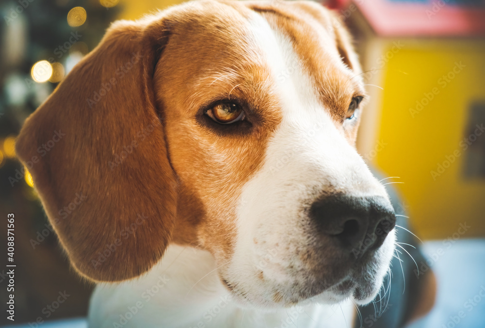 Dog closeup portrait on sunny spring day, Beagle dog background.
