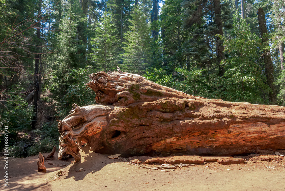 Obraz premium Giant Sequoia (Sequoiadendron giganteum) in Tuolumne Grove of Giant Sequoias, Yosemite National Park, California, USA