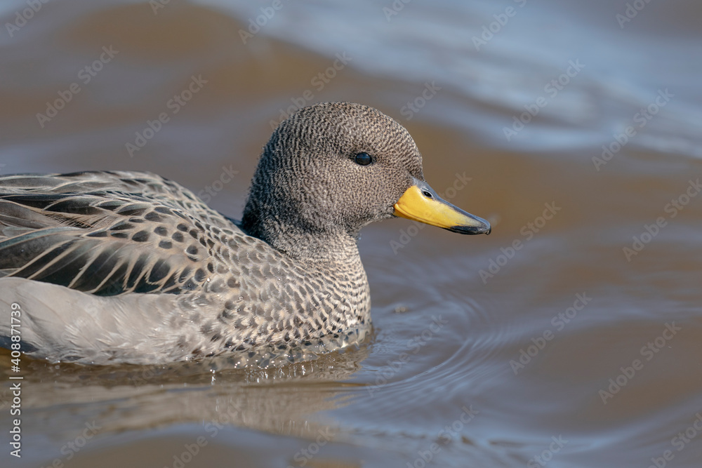 The yellow-billed teal (Anas flavirostris) The yellow-billed teal (Anas flavirostris)