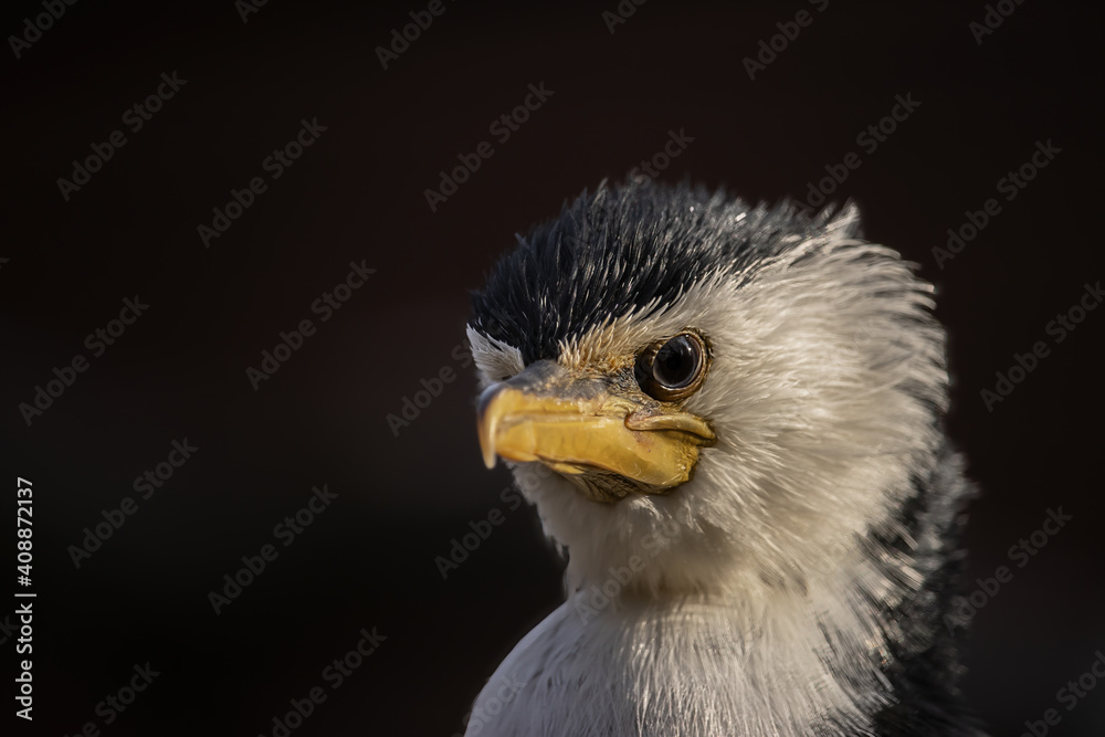 Close-up view of a little pied cormorant on a dark background. Portrait of a bird in the early evening. (Phalacrocorax melanoleucos or Microcarbo melanoleucos) Close-up view of a little pied cormorant on a dark background. Portrait of a bird in the early evening. (Phalacrocorax melanoleucos or Microcarbo melanoleucos)