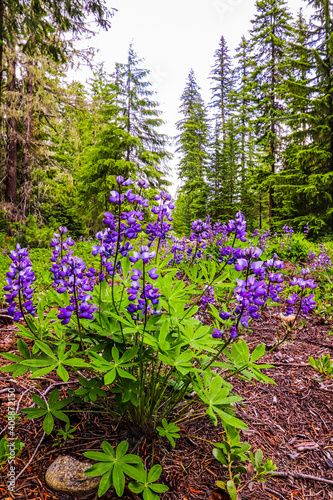 blooming Silvery Lupine flowers high in the Wenatchee National Forest mountains