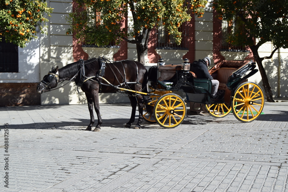 traditional horse carriage in seville city